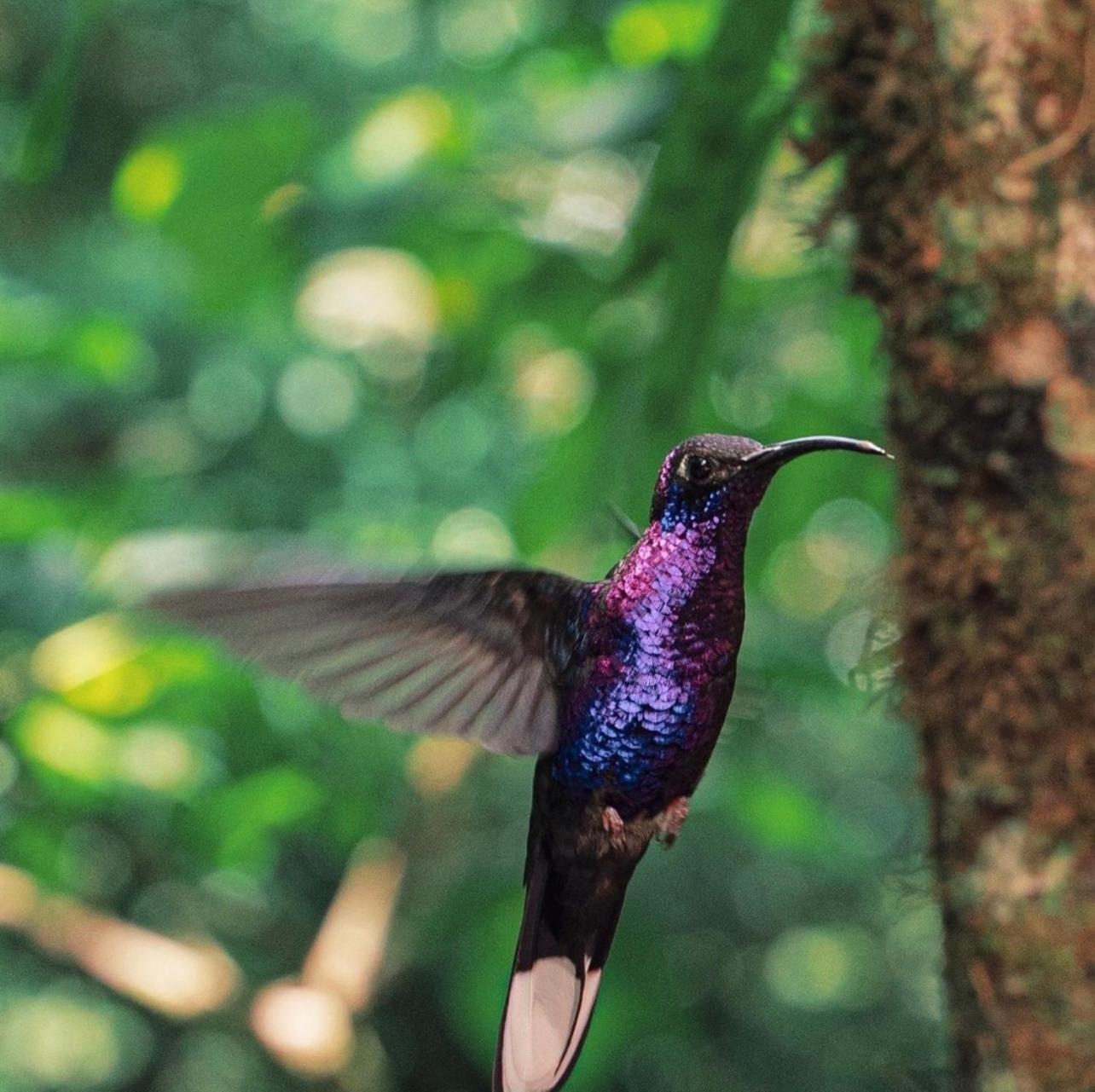 Rio Celeste, Cacahua Lodge Dış mekan fotoğraf